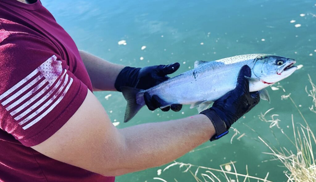 Jack salmon caught while river fishing in the Pacific Northwest