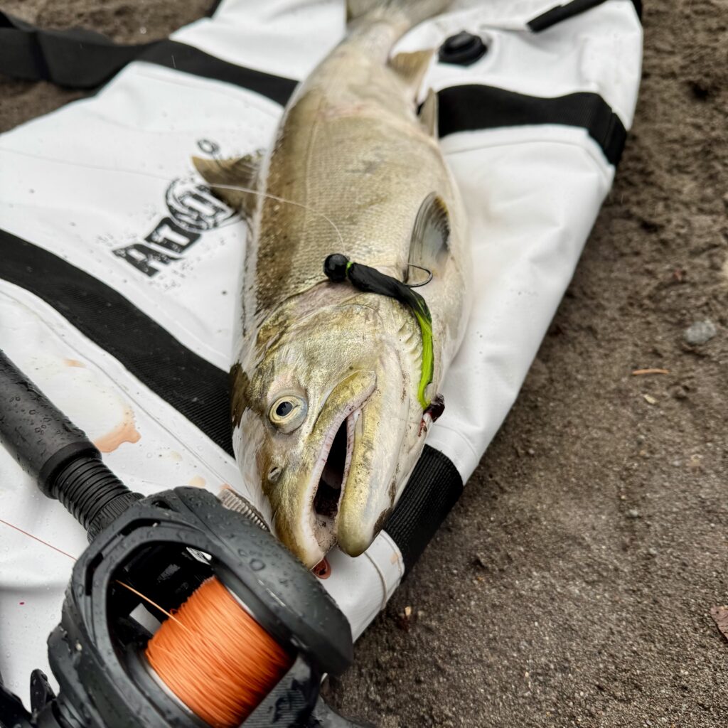 Chinook salmon caught on a green and black jig while river fishing in the Pacific Northwest