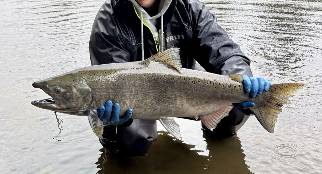 Chinook salmon caught while river fishing in the Pacific Northwest