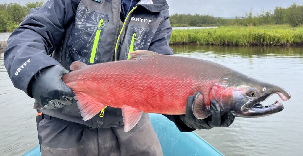 A fisherman holding a bright red coho salmon