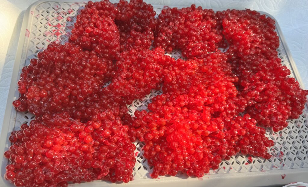 cured salmon eggs used for salmon fishing bait