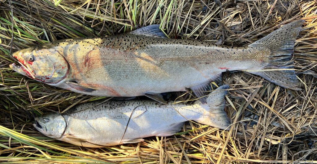 Chinook salmon caught from a river bank, displayed on grass in Pacific Northwest conditions