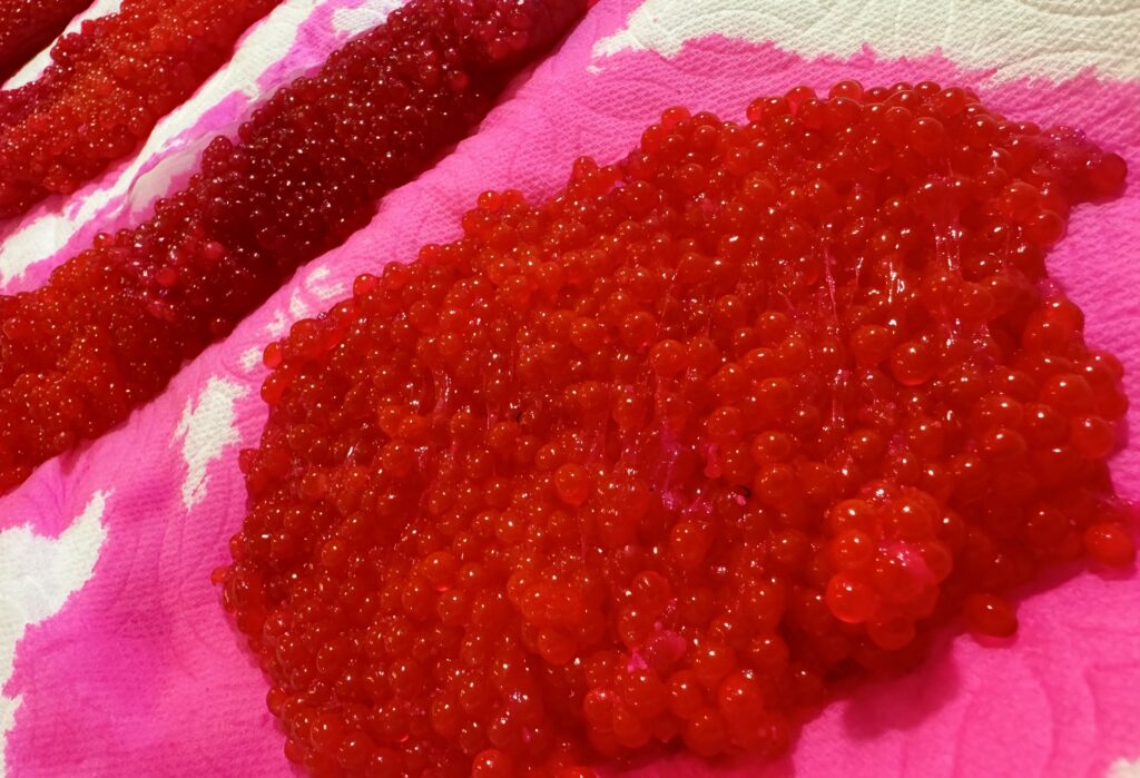 cured salmon eggs for chinook salmon bait ready to fish in river
