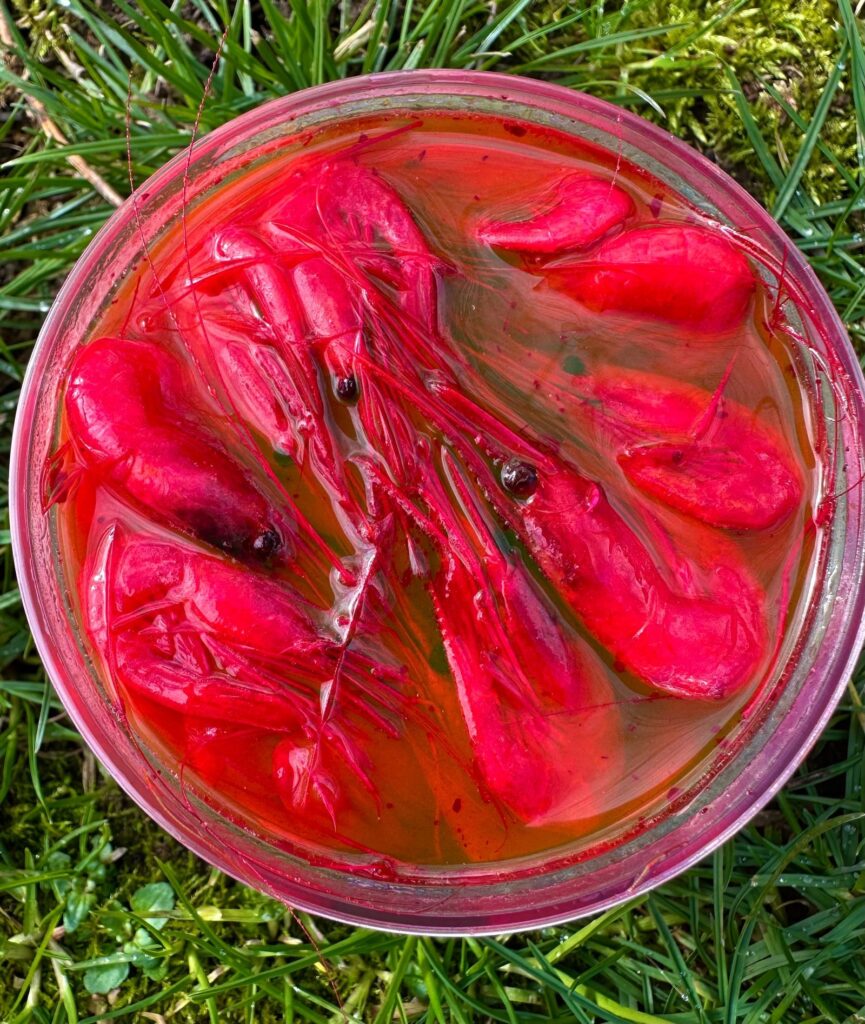 coon shrimp used as bait for chinook salmon river fishing