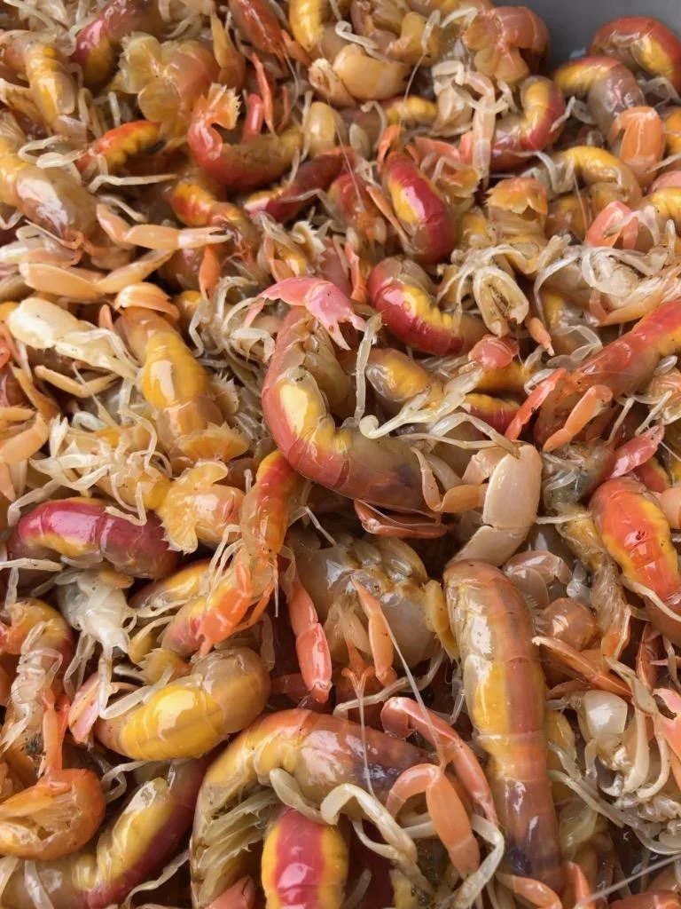 sand shrimp used as bait for chinook salmon river fishing