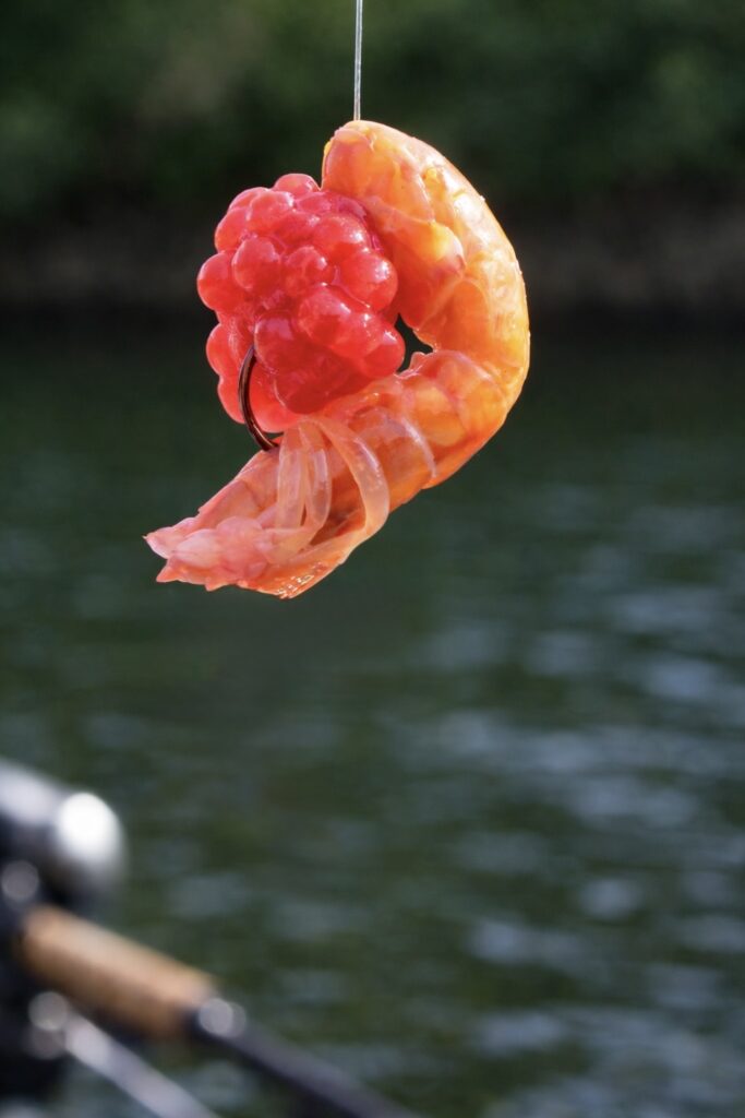Salmon eggs and sand shrimp bait rig for Chinook salmon fishing