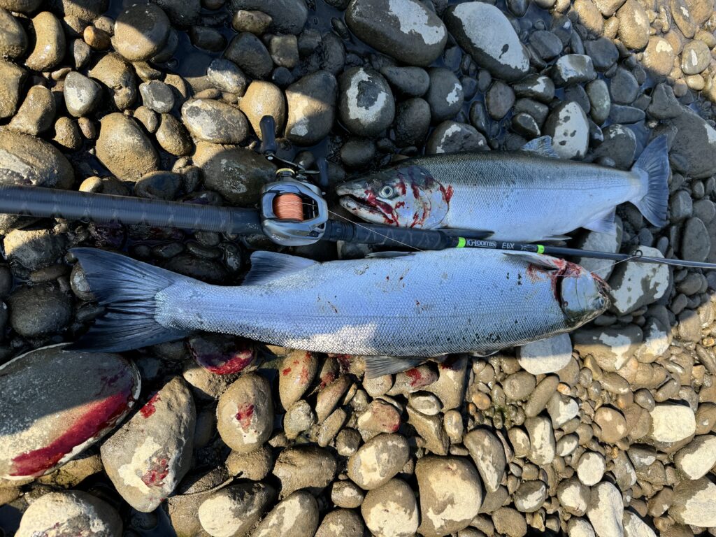 Coho salmon caught on river bank with fishing rod on rocks