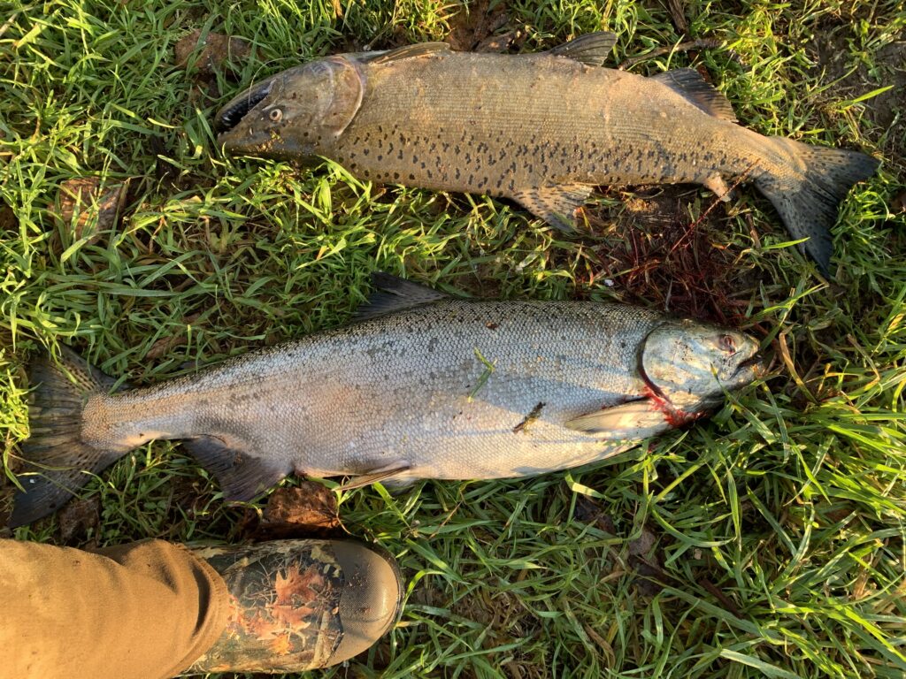 chinook salmon caught from the bank in Oregon river fishing